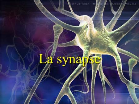 La synapse.