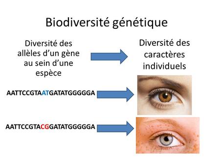 Biodiversité génétique