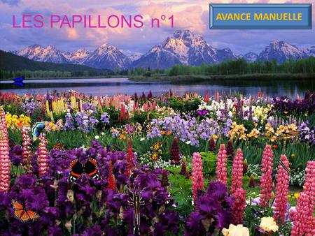 LES PAPILLONS n°1 AVANCE MANUELLE Achillides maackii RUSSIE.