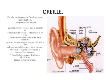 OREILLE. L’oreille est l’organe de l’audition et de l’équilibration .