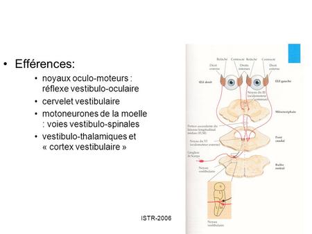 Efférences: noyaux oculo-moteurs : réflexe vestibulo-oculaire