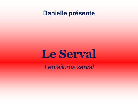 Danielle présente Le Serval Leptailurus serval.