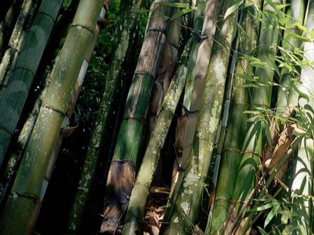 Un cours de botanique interactif.