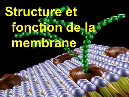 Structure et fonction de la membrane