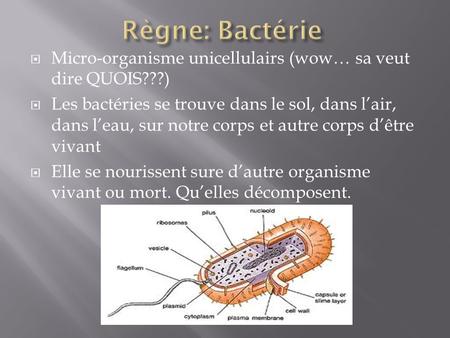 Règne: Bactérie Micro-organisme unicellulairs (wow… sa veut dire QUOIS???) Les bactéries se trouve dans le sol, dans l’air, dans l’eau, sur notre corps.