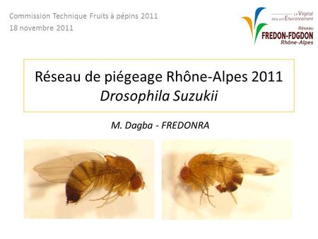 Réseau de piégeage Rhône-Alpes 2011 Drosophila Suzukii Commission Technique Fruits à pépins 2011 18 novembre 2011 M. Dagba - FREDONRA.