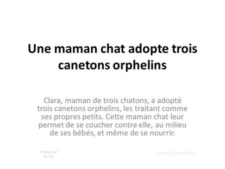 Une maman chat adopte trois canetons orphelins