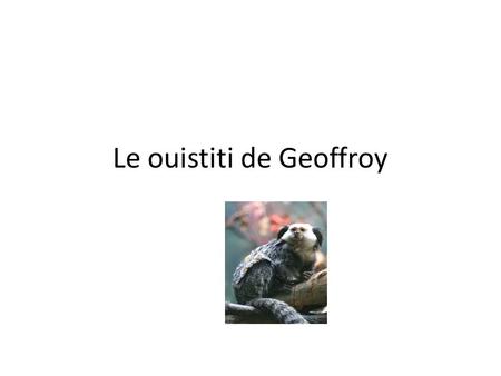Le ouistiti de Geoffroy