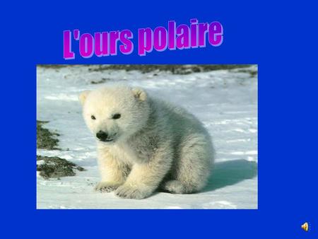 . L'ours polaire.