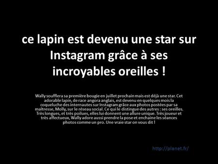 Ce lapin est devenu une star sur Instagram grâce à ses incroyables oreilles ! Wally soufflera sa première bougie en juillet prochain mais est déjà une.