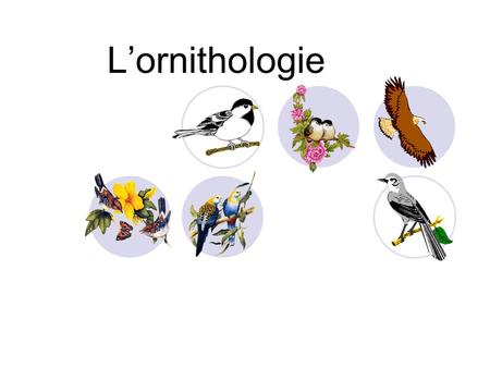 L’ornithologie.