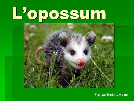 L’opossum Fait par Émie Lavallée.