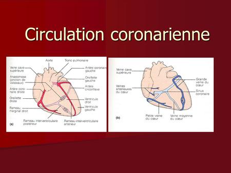 Circulation coronarienne