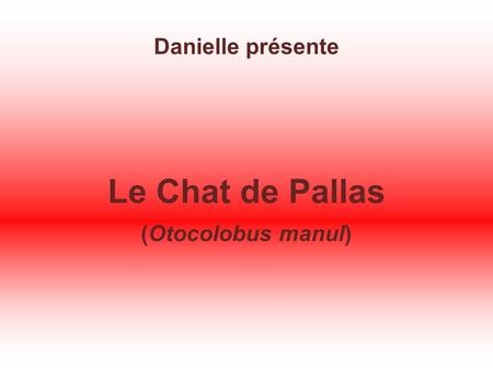 Danielle présente Le Chat de Pallas (Otocolobus manul)