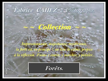 Forêts. Fabrice CAHEZ - Photographe. ~ ~ Collection ~ ~ Impressionnante, majestueuse, mystérieuse, la forêt est, en principe !, un lieu de calme, propice.