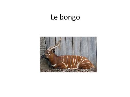 Le bongo.