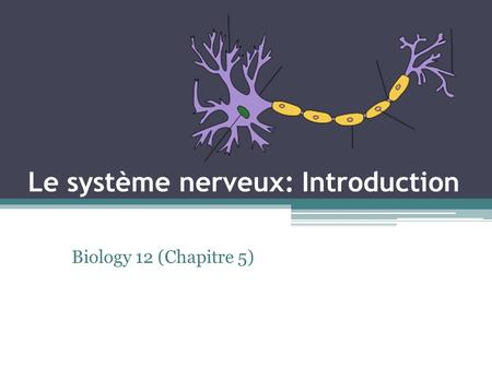 Le système nerveux: Introduction