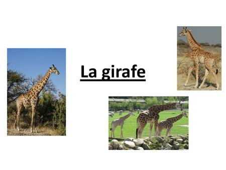 La girafe.