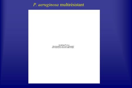 P. aeruginosa multirésistant