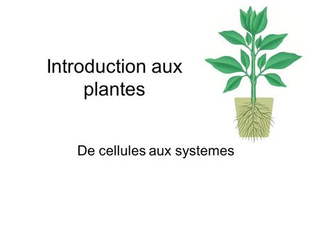 Introduction aux plantes