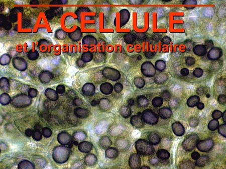 LA CELLULE et l’organisation cellulaire