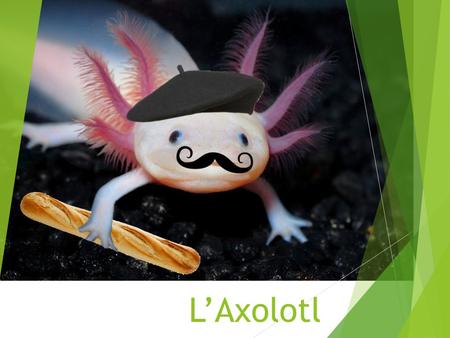 L’Axolotl.