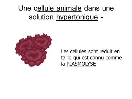Une cellule animale dans une solution hypertonique -