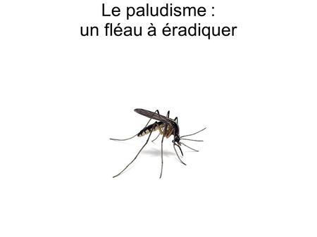 Le paludisme : un fléau à éradiquer