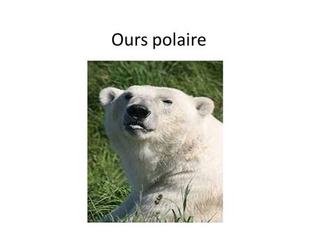 Ours polaire.