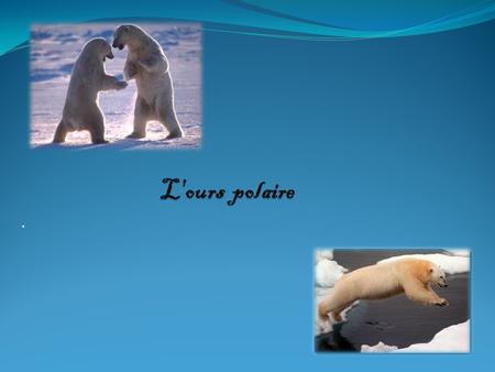 L'ours polaire ..