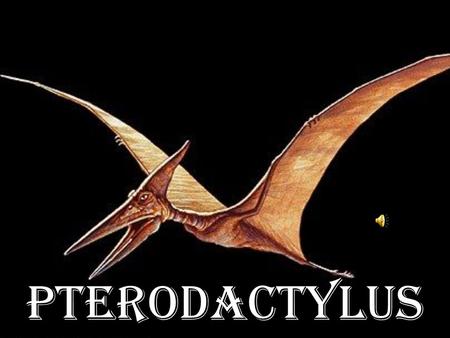 Pterodactylus. “Pteroda ctylus” comes from the Greek word meaning “winged finger.” “Pterodactylus ” vient d’un mot grec qui signifie “doigt ailé.”