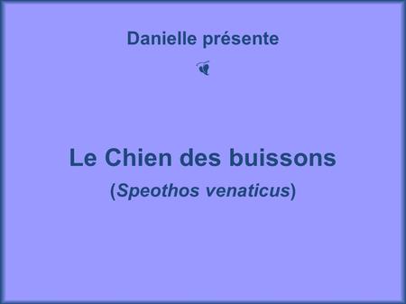 Danielle présente Le Chien des buissons (Speothos venaticus)