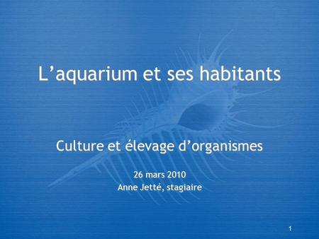 1 L’aquarium et ses habitants Culture et élevage d’organismes 26 mars 2010 Anne Jetté, stagiaire Culture et élevage d’organismes 26 mars 2010 Anne Jetté,