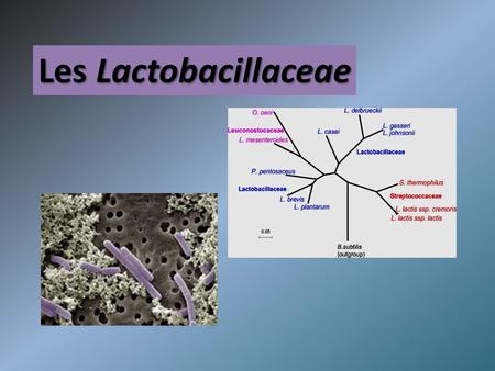 Les Lactobacillaceae.