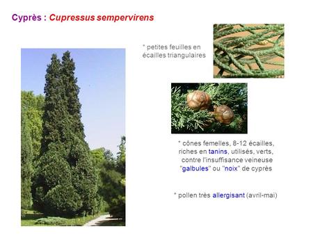 Cyprès : Cupressus sempervirens