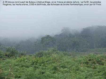 A 35 kms au nord ouest de Bukavu, à Kahuzi Biega, on se trouve en pleine nature. La forêt, les grandes fougères, les hauts arbres, 2100 m d’altitude,