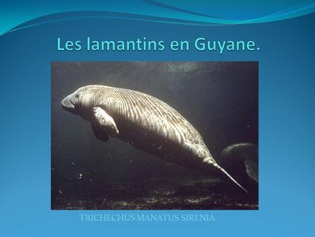 Les lamantins en Guyane.