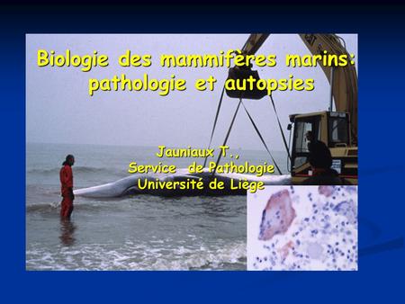 Biologie des mammifères marins: pathologie et autopsies