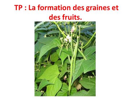 TP : La formation des graines et des fruits.