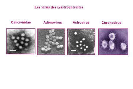 Les virus des Gastroentérites