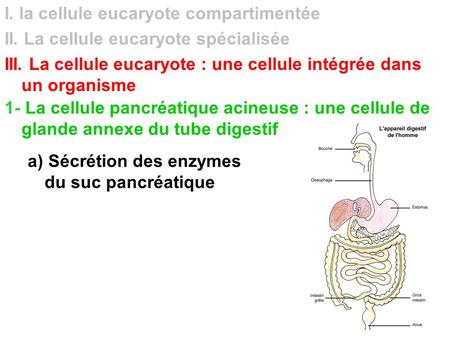 I. la cellule eucaryote compartimentée