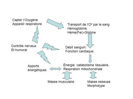 Capter l’Oxygène Appareil respiratoire Transport de l’O² par le sang