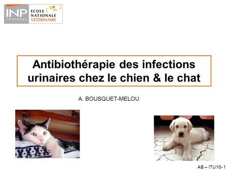 Antibiothérapie des infections urinaires chez le chien & le chat