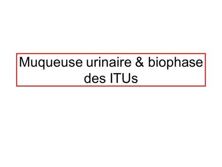 Muqueuse urinaire & biophase des ITUs