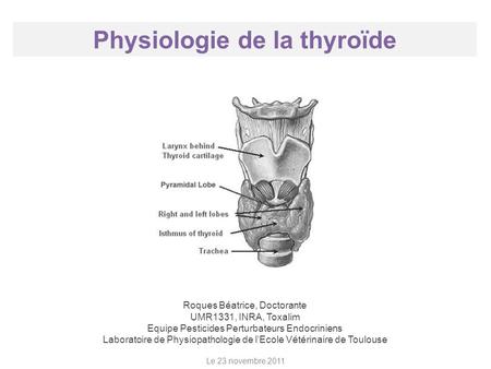 Physiologie de la thyroïde