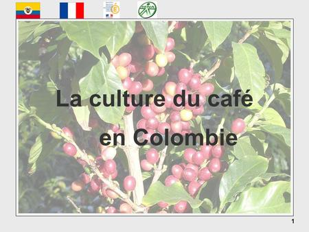 La culture du café en Colombie