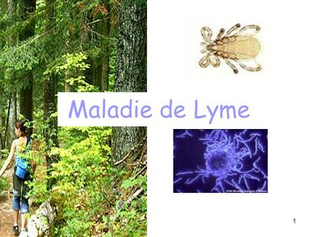 Maladie de Lyme.
