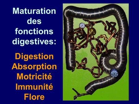 Développement des fonctions de digestion et d'absorption