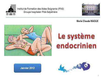 Le système endocrinien