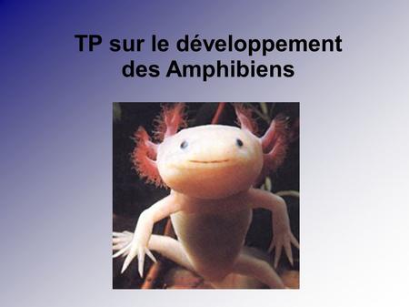 TP sur le développement des Amphibiens